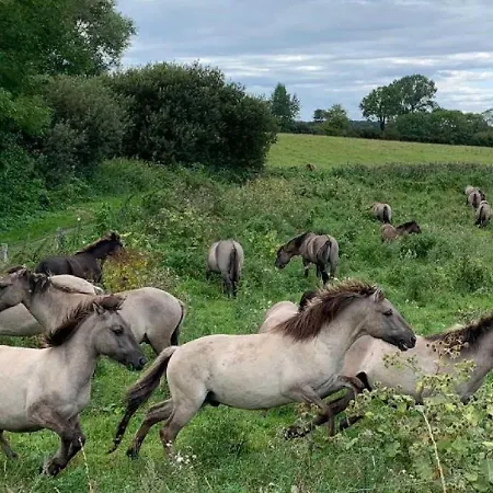 Daire Fischerstieg *